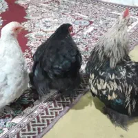 تعدادی کوشین بالغ،جوجه،نیمچه|حیوانات مزرعه|صومعه‌سرا, |دیوار