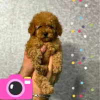 توی پودل دارک|سگ|تهران, گلستان (شهرک راه آهن)|دیوار