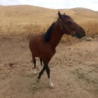 اسب|اسب و تجهیزات اسب‌سواری|اشنویه, |دیوار