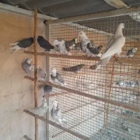 کبوتر پرشی|پرنده|پاکدشت, پارچین|دیوار