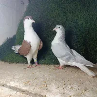 کبوتر یا کفترمعاوزه با یونجه وکاه|پرنده|مشکین‌دشت, |دیوار