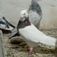 کفتر  طوقی اناری نر|پرنده|سیاخ دارنگون, |دیوار