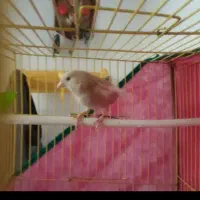 قناری نر بشرط|پرنده|تربت‌حیدریه, بوستان باغ ملی|دیوار