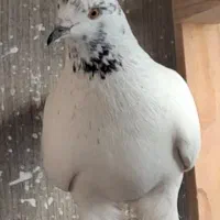 کبوتر کفتر