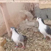 کبوتر دمگیر