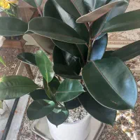 گل فیکوس با گلدان