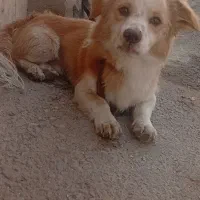 سگ پا کوتاه فوریی