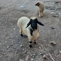 بره عراقی