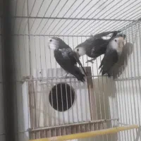 طوطی کوتوله فول مولد با یدونه نر مست
