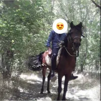 اسب نریان کرد بسیار پر خون|اسب و تجهیزات اسبسواری|نهاوند, |دیوار
