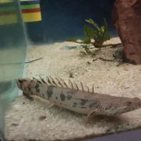 پولی اندیچری و اورا