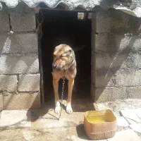 سگ سراب