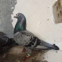 کبوتر یا پرنده ۲عدد