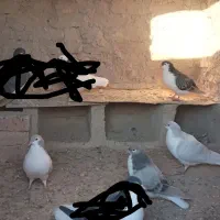 کفتر سده،ساده فروشی دونه ۲۵۰ت|پرنده|اسفراین, |دیوار