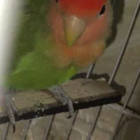 طوطی برزیلی کوتوله نر بالغ|پرنده|زابل, |دیوار