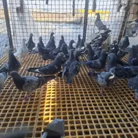 ۲۰ جفت کبوتر پلاکی مسافتی به شرط|پرنده|شیراز, دشت چنار|دیوار
