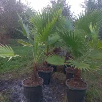 یاس هلندی|خدمات باغبانی و درختکاری|آستانه اشرفیه, |دیوار