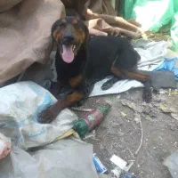 ۱ جفت سگ دوبرمن نر و ماده