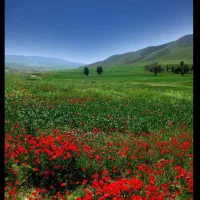 زمین-کشاورزی-تخت