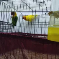 طوطی برزیلی مولد|پرنده|اردبیل, |دیوار