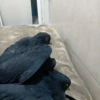 کبوترمفلق|پرنده|بروجن, |دیوار