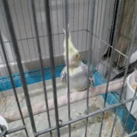 عروس هلندی ماده وسرحال اماده جفتگیری|پرنده|صباشهر, |دیوار