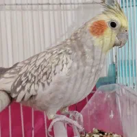 عروس هلندی