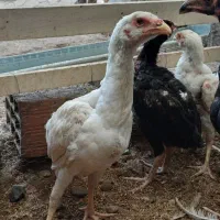 جوجه لاری|حیوانات مزرعه|آمل, |دیوار