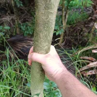 برگ نو (پایه پیوند)|خدمات باغبانی و درختکاری|چابکسر, |دیوار