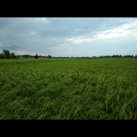 نشا توم شیرودی