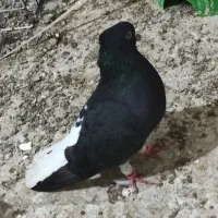 کپوتر اشعل و سینیی|پرنده|حمیدیه, |دیوار