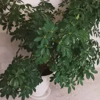 گل و گیاه طبیعی