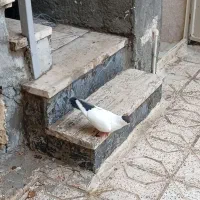 کبوتر کفتر