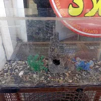 آکواریوم کارکرد