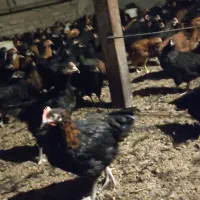 جوجه مرغ و خروس محلی سیاه۳ماهه|حیوانات مزرعه|مشهد, شهید احمدی روشن|دیوار