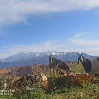 فروش کهر وبره