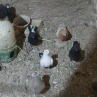 تعداد کبوتر همه مدل خوب وسربری|پرنده|حبیب آباد, |دیوار