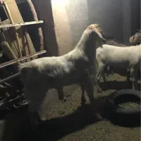 چپیش سانا