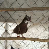 کفتر|پرنده|فردوسیه, |دیوار