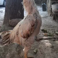 خروس لاری