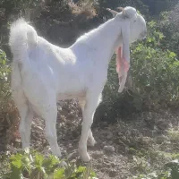 پازن گلابی هنوز ۹ماهشه