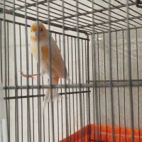 قناری نر پرتقالی|پرنده|پاکدشت, شهرک امام رضا|دیوار