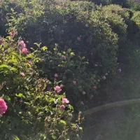 فروش نهال گل محمدی کاشان نژاد اردهالی|خدمات باغبانی و درختکاری|کاشان, فاز ۲ ناجی آباد|دیوار