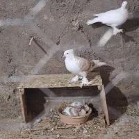 کبوتر پشت دار