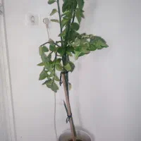 گل آپارتمانی|گل و گیاه طبیعی|بندرعباس, |دیوار