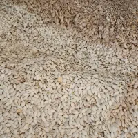 تخمه کدو خارجی|خوردنی و آشامیدنی|هشترود, |دیوار