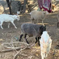 کهره نر سانن اصیل|حیوانات مزرعه|بم, |دیوار