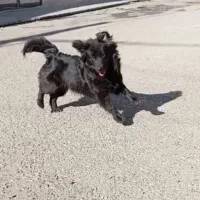 سگ  پاکوتاه