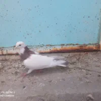 تعدادی کبوتر