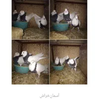 کبوتر جفتی و تکی